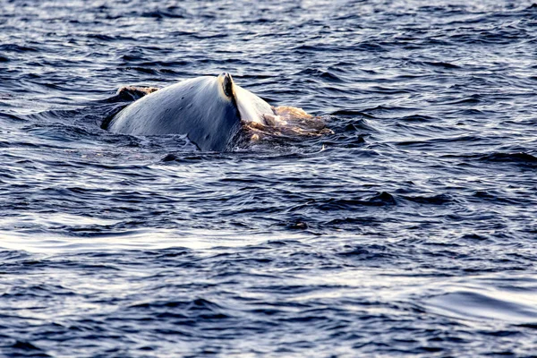 Bela Grande Baleia Superfície Golfo Califórnia Onde Mar Cortez Encontra — Fotografia de Stock