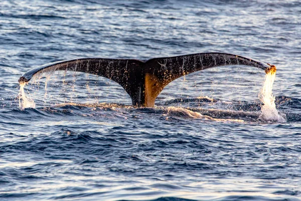 Bela Grande Cauda Baleia Mergulhando Mar Profundo Golfo Califórnia Onde — Fotografia de Stock
