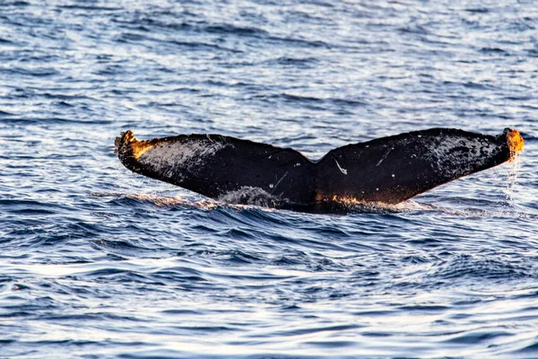 Nurkowanie Ogonem Wieloryba Głębokim Morzu Zatoki Kalifornijskiej Gdzie Morze Cortez — Zdjęcie stockowe