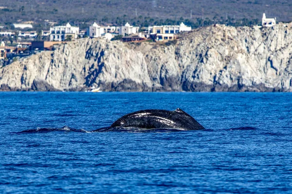 Great Whale diving in the deep sea of the Gulf of California in front of the coastline of Cape Saint Luke, where the Cortez Sea meets the Pacific Ocean, in the state of Baja California Sur, Mexico.