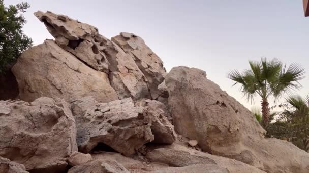 Τοπίο Της Βλάστησης Της Ερήμου Τους Βράχους Τους Φοίνικες Και — Αρχείο Βίντεο