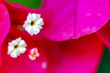 Bougainvillea renkli papillasın farklı çeşitleri ve renkleri, tek ya da çift çiçekli, uzun ömürlü bitkiler, tırmanıyor, odunlaşıyor ve çok yükseklere ulaşıyorlar. Kavram çeşitliliği ve renkli bitkiler.