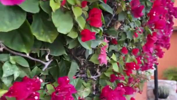Bougainvillea Antenne Groepen Met Kleurrijke Schutbladeren Papillose Van Verschillende Soorten — Stockvideo