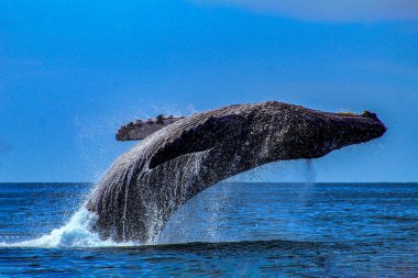 Kambur balina açık denizden çıkıp Meksika 'nın Cortez Denizi' ndeki Cabo San Lucas açıklarında denize düştükten sonra atlıyor. Bunlar Alaska 'dan gelen göçmen deniz hayvanları..