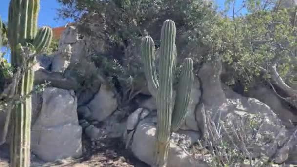 Пейзаж Пустыни Кабо Сан Лукас Штате Нижняя Калифорния Мексика Песчаный — стоковое видео
