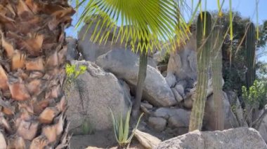 Baja California Sur, Meksika 'daki Cabo San Lucas' ın ıssız manzarası, kumlu, sıcak ve çok kuru bir manzaradır..