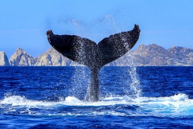 Beautiful picture of a humpback whale tail in the Cape San Lucas arch, this place is where this animal makes its pilgrimage and joins the Pacific Ocean over the Sea of Cortez. clipart