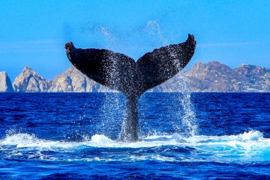 Beautiful picture of a humpback whale tail in the Cape San Lucas arch, this place is where this animal makes its pilgrimage and joins the Pacific Ocean over the Sea of Cortez. clipart