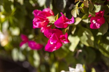 Hilafet ve çöl ortamlarında yetişen ve suya ve güzel renklere ihtiyaç duymayan bir tırmanma bitkisi olan bougainvillea duvar resminin çiçeği..