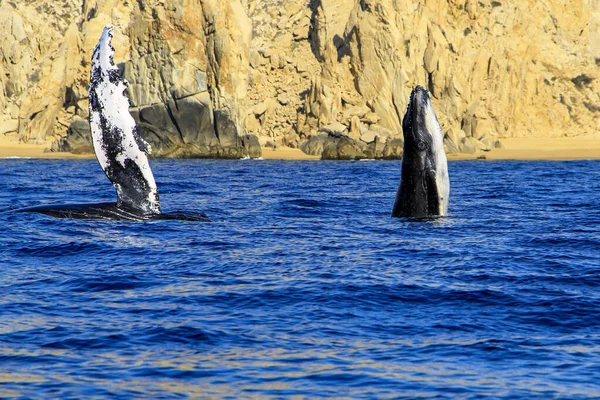 Humpback Whales Diving Sea Depths Cape San Lucas Arch Place — Stock Photo, Image