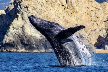 Güzel kambur balina örneği, Meksika 'nın Baja California Sur eyaletindeki Cabo San Lucas' ta, Cortez denizinde neşeyle atlıyor..