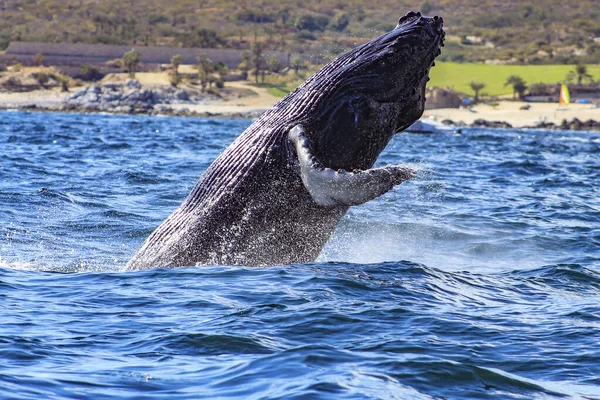 Espécime Lindo Enorme Baleia Jubarte Emergindo Mar Profundo Pulando Alegria — Fotografia de Stock