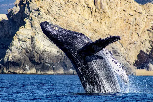 メキシコのバハ カリフォルニア州のカボ ルーカスで 深海から浮かび上がり コルテスの海で喜びとジャンプするホンバクジラの美しい標本 — ストック写真