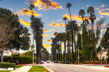 Ünlü palmiye ağaçları bulvarı, Beverly Hills, Los Angeles 'ta, Amerika Birleşik Devletleri Kaliforniya eyaletinde çok yüksek palmiye ağaçları..