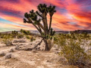 Mojave Çölü 'ndeki Joshua ağacı Amerika Birleşik Devletleri' nde Nevada eyaletindeki güzel turuncu ve kırmızımsı bir gökyüzünün altında..
