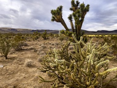 Amerika Birleşik Devletleri Arizona eyaletindeki Mojave Çölü 'nün ortasındaki Joshua ağacının güzel manzarası..