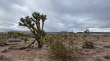 Amerika Birleşik Devletleri Arizona eyaletindeki Mojave Çölü 'nün Joshua ağacı..