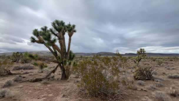 Endemiczne Drzewo Joshua Pustyni Mojave Stanie Arizona Stanach Zjednoczonych Ameryki — Wideo stockowe