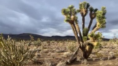 Amerika Birleşik Devletleri Arizona eyaletindeki Mojave Çölü 'nden Joshua ağacının özel bir örneği..