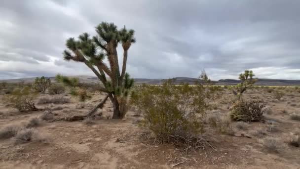 Prachtig Landschap Van Een Joshua Boom Het Midden Van Mojave — Stockvideo