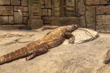 Komodo canavarı olarak da bilinen Komodo ejderhasının fotoğrafı ve Komodo, Las Vegas Bulvarı 'ndaki Mandalay Körfezi Resort ve Kumarhanesi' ndeki bir taşın üzerinde dinleniyor..