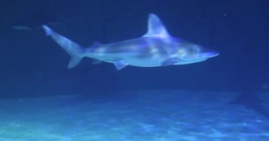 Las Vegas Bulvarı 'ndaki Mandalay Körfezi' ndeki Shark Reef Akvaryumu 'nda siyah uçlu köpekbalıkları olan dev bir akvaryum..