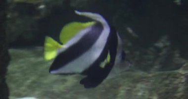 Las Vegas Bulvarı 'ndaki Mandalay Körfezi' ndeki Shark Reef Akvaryumu 'nda tropikal balıklarla dolu büyük bir akvaryum..