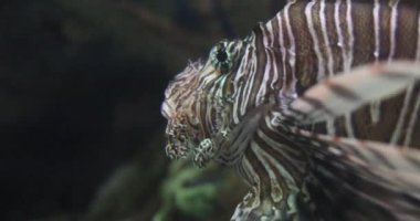 Las Vegas Bulvarı 'ndaki Mandalay Körfezi' ndeki Shark Reef Akvaryumu 'nun dev akvaryumunda bir aslan balığı..