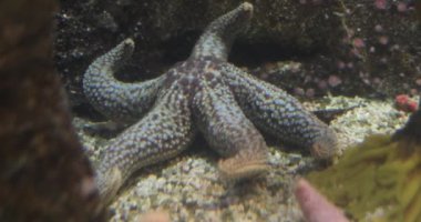 Las Vegas Bulvarı 'ndaki Mandalay Körfezi' ndeki Shark Reef Akvaryumu 'nda yıldızlar ve mercanlarla dolu büyük bir akvaryum..