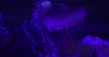Mandalay Körfezi 'ndeki Shark Reef Akvaryumu' nda tropikal balık ve denizanası olan dev bir akvaryum. Las Vegas Bulvarı 'nın ortasında, ABD' de..
