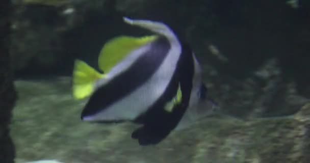 Огромный Аквариум Тропическими Рыбами Аквариуме Шарк Риф Заливе Мандалай Бульваре — стоковое видео