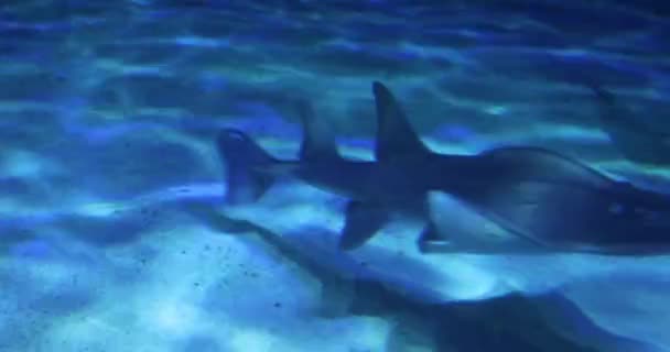 Riesiges Aquarium Mit Stachelrochenhaien Shark Reef Aquarium Mandalay Bay Las — Stockvideo