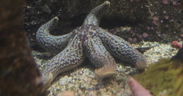 Riesiges Aquarium Mit Sternen Und Korallen Shark Reef Aquarium Mandalay — Stockvideo