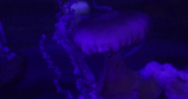 Grand Aquarium Avec Poissons Tropicaux Méduses Aquarium Shark Reef Mandalay — Video