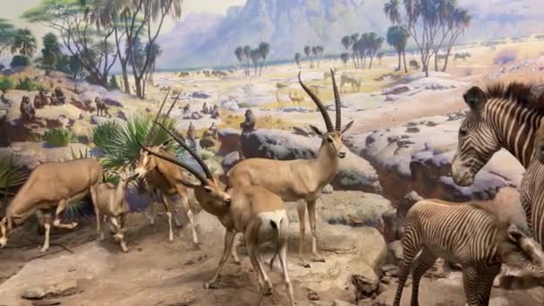 Diorama Del Paisaje Bioclimático Bioma Sabana Con Animales Típicos Africanos — Vídeos de Stock