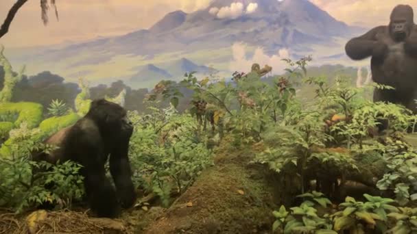 Diorama Det Bioklimatiska Landskapet Biomen Tropiska Och Subtropiska Skogarna Centralafrika — Stockvideo
