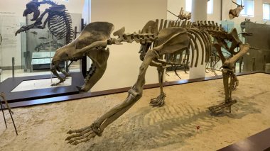 New York, ABD; 4 Haziran 2023: Nesli tükenmiş bir dinozorun iskelet kalıntıları, Amerikan Doğa Tarihi Müzesi 'nde arkeologlar tarafından bulundu ve yeniden inşa edildi..