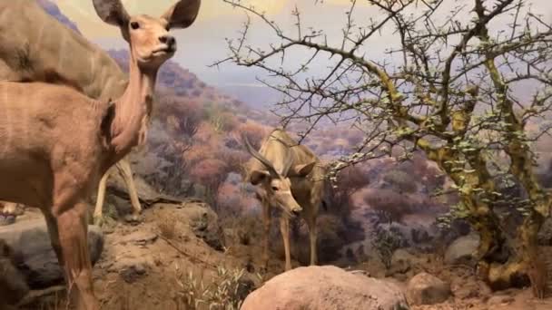 Amerikan Doğa Tarihi Müzesi Nde Çeşitli Antiloplar Gibi Tipik Hayvanlarla — Stok video