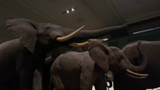 New York Usa Januari 2024 Visning Afrikansk Elefanthjord Som Det — Stockvideo