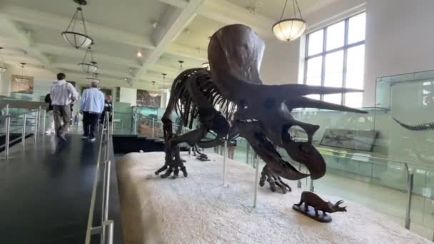 アメリカ合衆国ニューヨーク 2024年1月23日 ケルトンの化石の遺跡は 秘密時代後期に住んでいたセラトポロジアのセラテラトプス恐竜である — ストック動画
