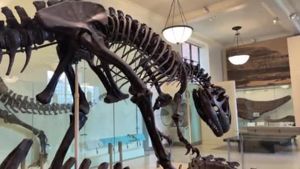 ニューヨーク アメリカ 2024 チラノサウルスレックスの化石の骨格 ティラノサウルスの恐竜 後期秘密時代に住んでいた — ストック動画