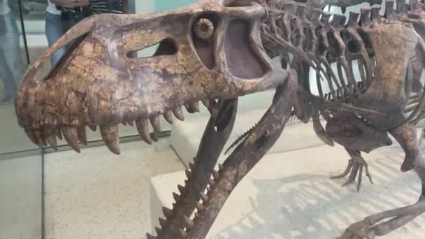 ニューヨークのアメリカ自然史博物館に展示されている肉食恐竜の化石化された骨格 — ストック動画