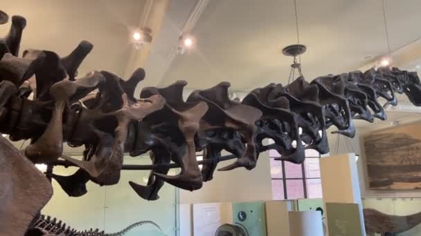 ニューヨーク アメリカ 2024年1月23日 ブラチョサウルスの化石の美しい骨格 ブラチョサウルスの絶滅したブラチョサウルス属の唯一の知られている種 — ストック動画