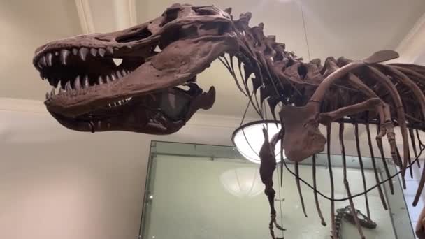 New York Usa Január 2024 Test Fosszíliák Amerikai Természettudományi Múzeum — Stock videók