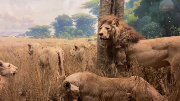 アメリカ合衆国ニューヨーク 2024年1月10日 サバンナの生物学的な風景 バイオーム アメリカ自然史博物館で 典型的なアフリカのライオンの家族と誇りを持っています — ストック動画