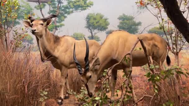アメリカ合衆国ニューヨーク 2024年1月10日 サバンナ バイオーム の生物学的な風景のジオラマ アメリカ自然史博物館で食べるアンテロプなどの典型的なアフリカの動物 — ストック動画