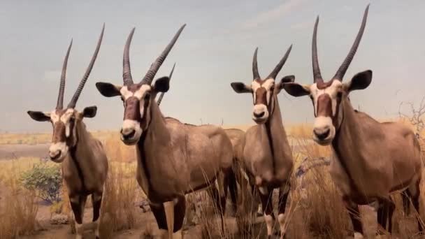 New York Usa 2024 Január Szavanna Biom Ábrázolása Oryx Gazella — Stock videók