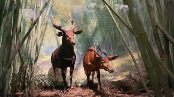 New York Usa Januari 2024 Diorama Deer Resident Different Bioclimatic — Stockvideo
