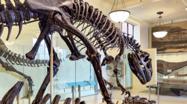 New York, ABD; 23 Ocak 2024: Kretase döneminin sonlarında yaşamış Tyrannosaurus rex 'in fosil kalıntıları.,