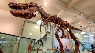 New York, ABD; 10 Ocak 2024: Amerikan Doğal Tarih Müzesi 'ndeki vücut fosilleri, bir Tyrannosaurus rex' in Tyrannosaurid theropod dinozorudur..